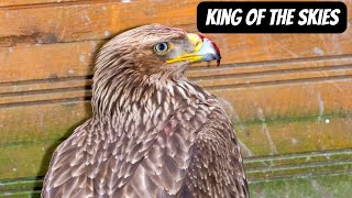 Exploring the Eastern Imperial Eagle #animals #eagle #wildlife #nature