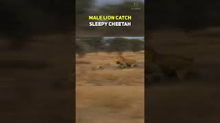 MALE LION CATCHES SLEEPY CHEETAH #wildlife #animals