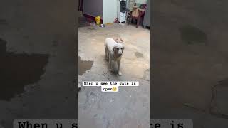 #tamil #song #goldenretiever #goldenretriever #labrador #funnypet #fun #music