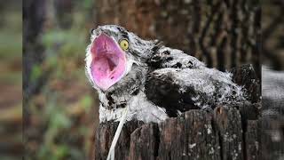 Potoo: Hunters of the Skies