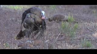 "Gobble Gobble" - 910 Outdoors