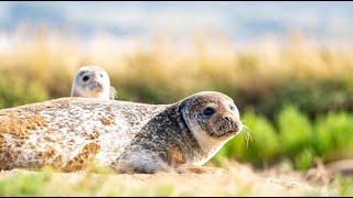 Seals in the Thames - ZSL