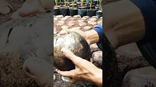 Dừa giống Mã Lai siêu trái đít bầu ở Tiền Giang #võ_quang_sơn #shortvideo #trendingshorts #coconut