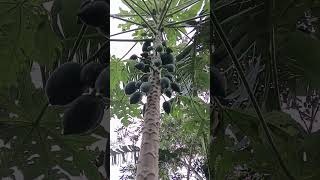 Papayatree#withfruits#naturefarming #papayatree #videoviral