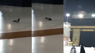 Viral video of pigeon praying in Mecca. What do you think?