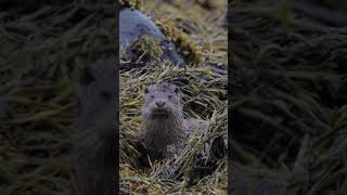 Cute otters on the Isle of Mull  #shorts