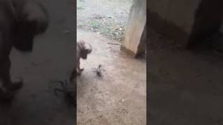 Dog vs Crab funny video