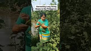 Picking Long String Beans in the Philippines 🇵🇭 #thephilippines