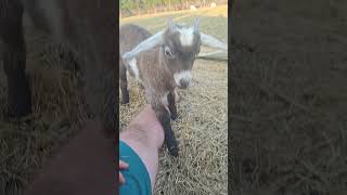 Little bratt #goat #animal #animals #pets #pet #cutepets #animalshorts #viralvideo #fyp #funny #cute