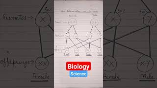 Male and female heredity evolution diagram #shorts