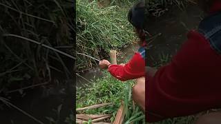 Detik-detik pemancing ini strike Ikan Channa mahal.! #@AceSober-mk4bt #shorts #shotsvideo