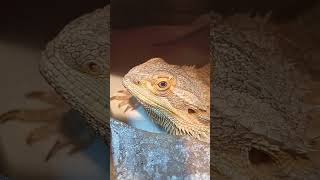 Adorable Bearded Dragon!