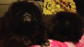 Black pekingese girls