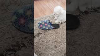 Will I get in the slipper😂 #pet #pets #shorts #shortvideo #subscribe #youtube #youtubeshorts #viral