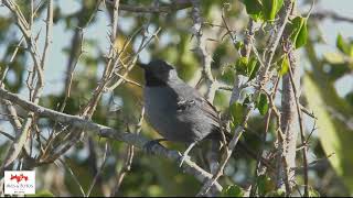 Gravatazeiro  (Rhopornis ardesiacus)  Slender Antbird