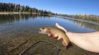 FALL FISHING at its BEST (60+ TROUT in YOSEMITE)