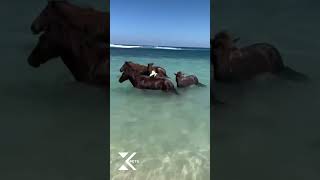 Wild Horses Playing On The Beach.