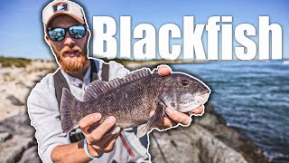 How To Catch Blackfish (Tautog - Tog) In the Fall - Sand Fleas - Fall Run - Smooch and Release