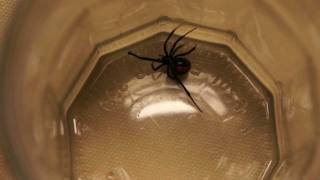 black widow spider, almost bit my finger,  ядовитый паук черная вдова