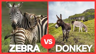 Zebra vs Donkey - Animal Showdown