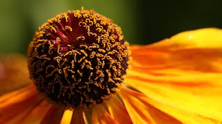 Flowers in Scotland