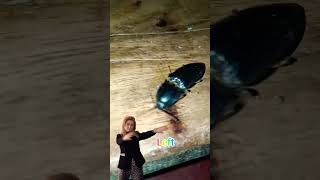 Insect's Funny Moving #shorts #insect