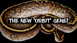 A New Ball Python Gene from Germany: The 'Orbit'!