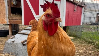 Coop smell a little funky? Here’s a tip.  #chickens, #chickencoop, #cluckcluck,