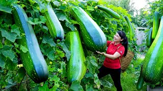 How to Harvest Zucchini, goes To Market Sell - Harvesting and Cooking |Tieu Vy Daily Life