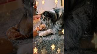 Vorweihnachtszeit beginnt #teddy #sheltie #dog #hund #dogvideo #christmashristmas #xmas #lecker #fun