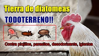 tierra diatomeas gallos y gallinas imprescindible todoterreno