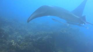 Spearfishing - Manta rays