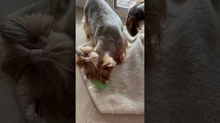 Сестренки #шитцу #йорк #собаки #видеопрособак #животные #puppy #pets #shihtzu