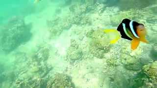 Hong Kong Sai Kung Snorkeling Finding Nemo Clownfish Coral