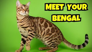 Bengal Cat 101: Everything You Need to Know About This Exotic Breed!