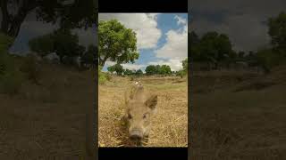 Kune Kune mum and her wild boar piglets - Pigs day out