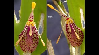 Restrepia muscefera, l'orchidea vergognosa