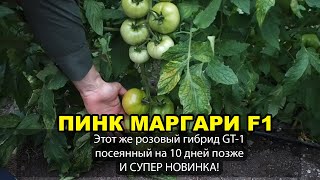 Этот же гибрид ПИНК МАРГАРИ F1 (ДЖИТИ-ИР1), посеянный на 10 дней позже. И СУПЕР НОВИНКА!