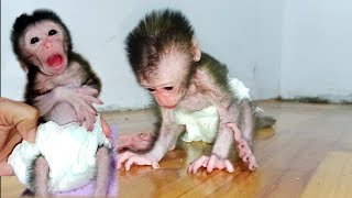 very active newborn baby monkey😍