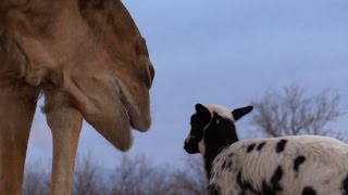 Valentine the Lamb Meets Two LARGE Camels For the 1st Time