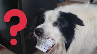 Border Collie sprząta po sobie śmieci..Border Collie cleaning up after himself..