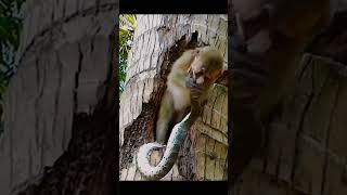 Monkey vs Snake: Survival in the Wild