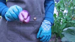 Harvesting Purple Island Peppers | Culinary Gardens