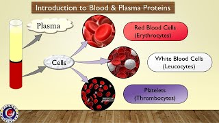 Introduction to blood & plasma proteins