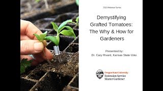 Demystifying Grafted Tomatoes: The Why & How for Gardeners