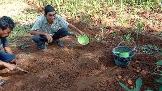 kebun sayur