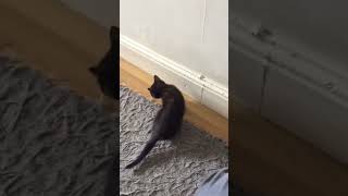 Kitten on zoomies 😂🐈‍⬛🥰