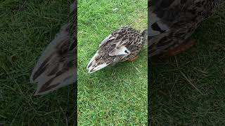 ‘Feeting’ the #duck #avian antics #wildfowl #nature #ornithology #foot #podiatry #pedicure by a duck