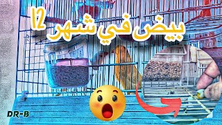 متى يبدأ و ينتهي موسم تزاوج الكناري ؟