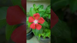 beatifull of flower#gardenista #beauty #viralvideo #viralvideo